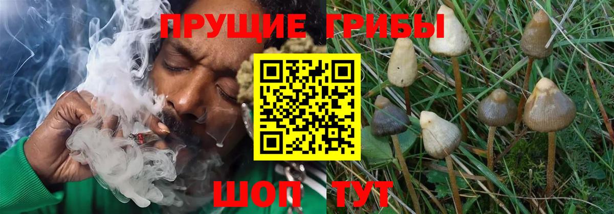 Псилоцибиновые грибы GOLDEN TEACHER Кизилюрт